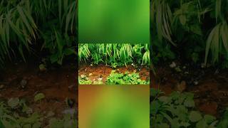 #nature #feelings #melodysongs #thalapathyvijay இயற்கை காட்டு தளபதி விஜய் #travel #journey 🌱🌿☘️🚃🚆🛤️