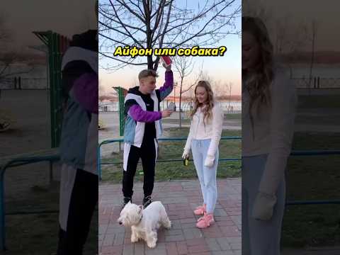 Айфон или собака ?