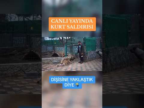 CANLI YAYINDA KURT SALDIRISI YAŞADIK 😅