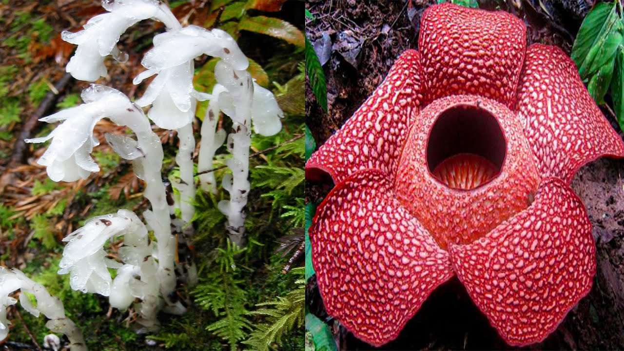 15 MOST Strange and Unusual Plant Species