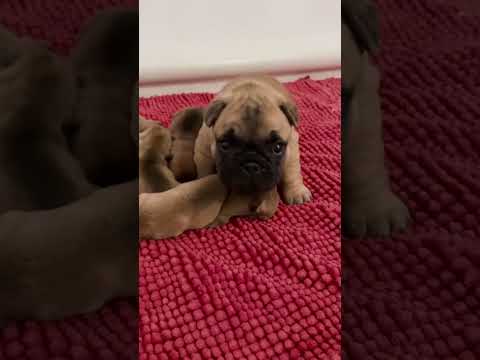 French Bulldog puppies birth and their first walk | Watch their adorable journey 😍
