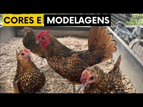 Nossa criação de sebright (padrão e modelados) | Coração Campeiro