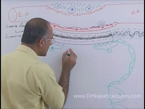 dr najeeb lectures or dr najeeb lecture torrent files free