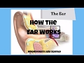 Understanding the Human Ear