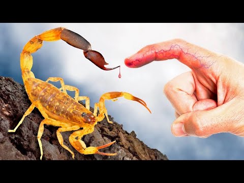 STUNG by Meanest Scorpion in Thailand!