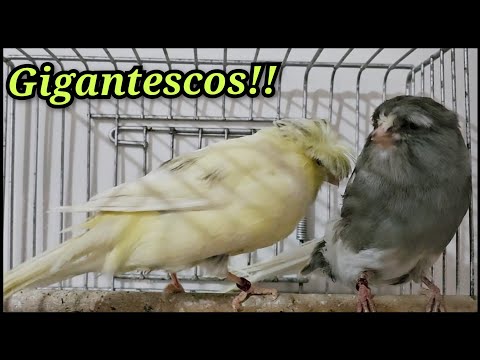 Seloko!!! Olha esse casal de Lancashire