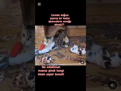 yeni yuvalarına kavuştular çok şükür ❤🙏