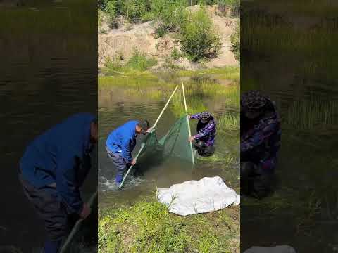 Folding fish cage, only in but not out, one net can hold more than enough fish for several part 9