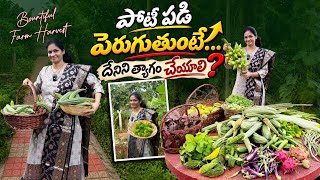 Farm Harvest/ తోటంతా పంటతో కళకళలాడిపోతుంది @MADGARDENER  