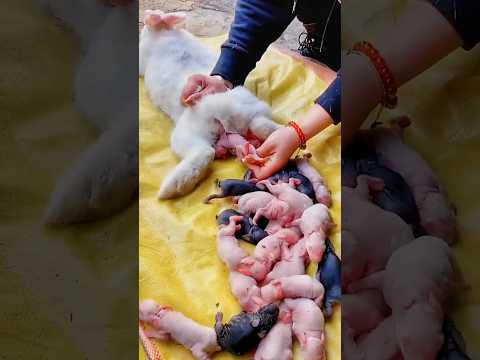 Rabbit Growth - Baby rabbits grow up day by day #cute