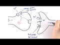 Cholinergic Synapse Mechanisms