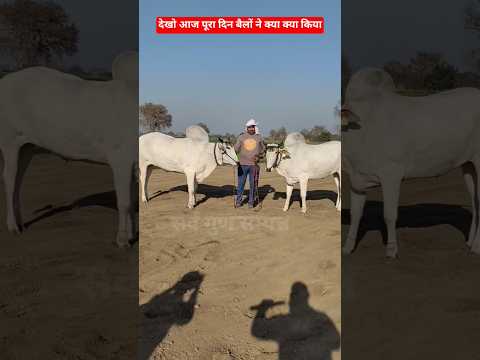 बैलों से खेत कमाई का गजब विडियो💪भारत के सबसे सुंदर बैलों के साथ का एक दिन #ox #farming #shorts #farm