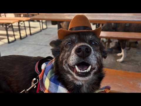 Sad Senior Dog Finds the Buddy that Changes His Life 🐶