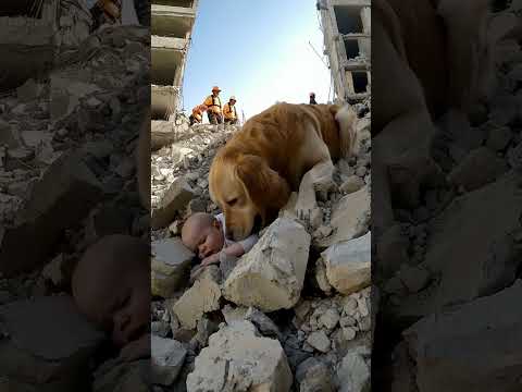The baby buried in the rubble, the dog is trying his best to help him #goldenretreivers #dog #funny