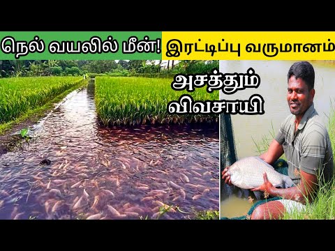 நெல் வயலில் மீன் வளர்த்து அசத்தும் விவசாயி! இரு மடங்கு லாபம் ! Fish cultivation in Rice paddy