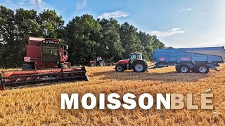 La moisson du blé, très contrastée  - 2025