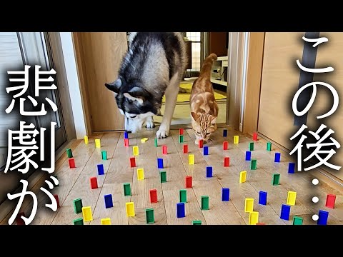 猫と犬は障害物を倒さずに歩けるらしいのでやってみたらまさかの結果に...