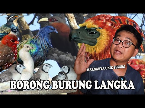 BELI BURUNG WARNA LANGKA PULUHAN EKOR⁉️ INI BARU BURUNG MEWAH