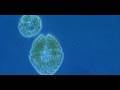 Phytoplankton and Ocean Health