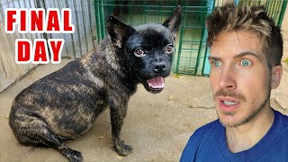 Rescuing a Pregnant Dog from a kill shelter!