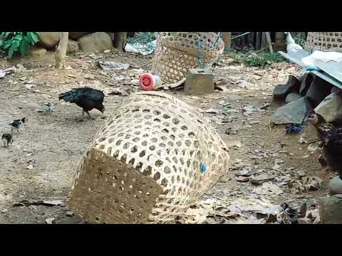 Suara Anak Ayam Lucu Bersama Induknya - Suara Anak Ayam Kampung Cute Kukuruyuk Mencari Makan