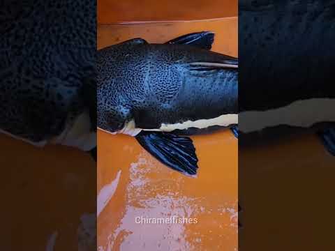 REDTAIL CATFISH 🐟🔥