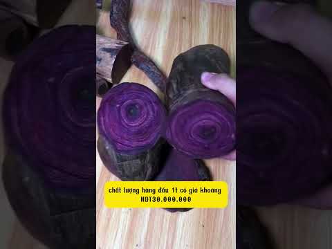 Ba loại gỗ đắt nhất thế giới