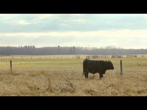 Bœuf pur à 100%, un fait ou le nom d’une entreprise? | McDonald’s Canada