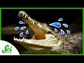 Understanding Crocodilian Tears