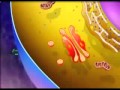 Exploring Cell Organelles and Their Functions