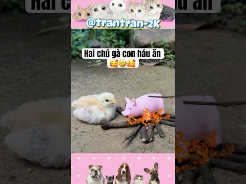 Hai chú gà con háu ăn. #shortvideo #funny #cute #animals #gacon