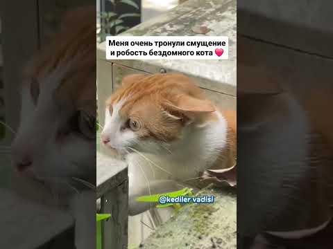#изобилие #cat #балансвселенной #funny #рационпп #силасознания #cute #здороваяэнергия #кот