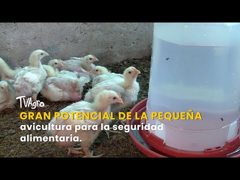 YouTube video thumbnail: Small-Scale Poultry Farming has Great Potential for Food Security