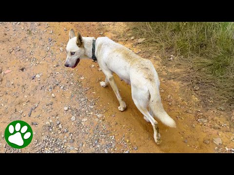 Abandoned dog asks woman to follow her and save her puppies