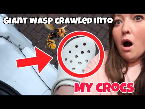 A GIANT WASP CRAWLED INTO MY CROCS (WHILST I HAD THEM ON)