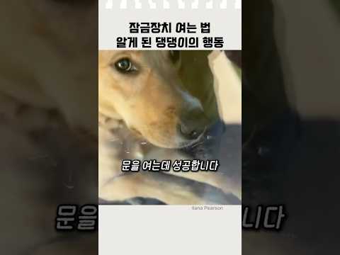 잠금장치 여는 법 알게 된 댕댕이 #웃긴영상 #반려견