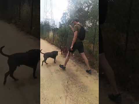 click to play the video