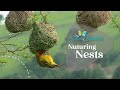 Bird Nesting Behaviors and Materials