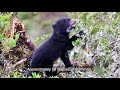 Biodiversidad y Servicios de los Páramos