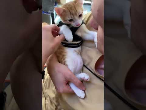 While we’re on the throwback wagon… #davethecat #orangecat #kitten