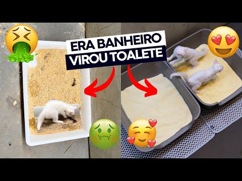 AGORA OS GATOS BRANQUELOS TEM UM SUPER BANHEIRO! 🙀🚽