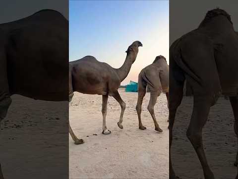 ليه الإبل هذه طوال