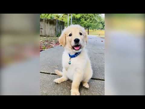 This 3 Legged Puppy Beats all odds! Ft- ebenezer_goldens