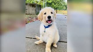 This 3 Legged Puppy Beats all odds! Ft- ebenezer_goldens