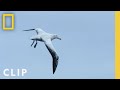 Exploring Drone Flight and Albatross Behavior