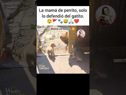 😲🚩Hizo lo que toda mamá haría. 🐾🥺#cat #god #gatos #cats #amor #catlovers #catlover #catshorts