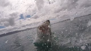 Great White Shark Bites Surfer Repeatedly
