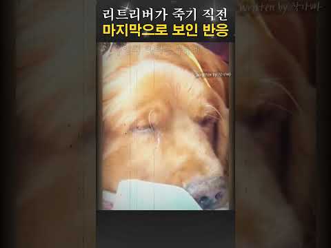 리트리버가 죽기직전 마지막으로 보인 행동 '감동눈물'