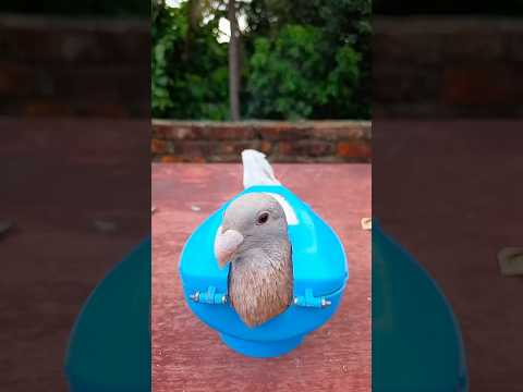#pigeoncare #pigeon