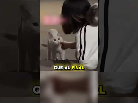 Mamá Gata Regala A Su Cría Para Que Sea Adoptada 🥺